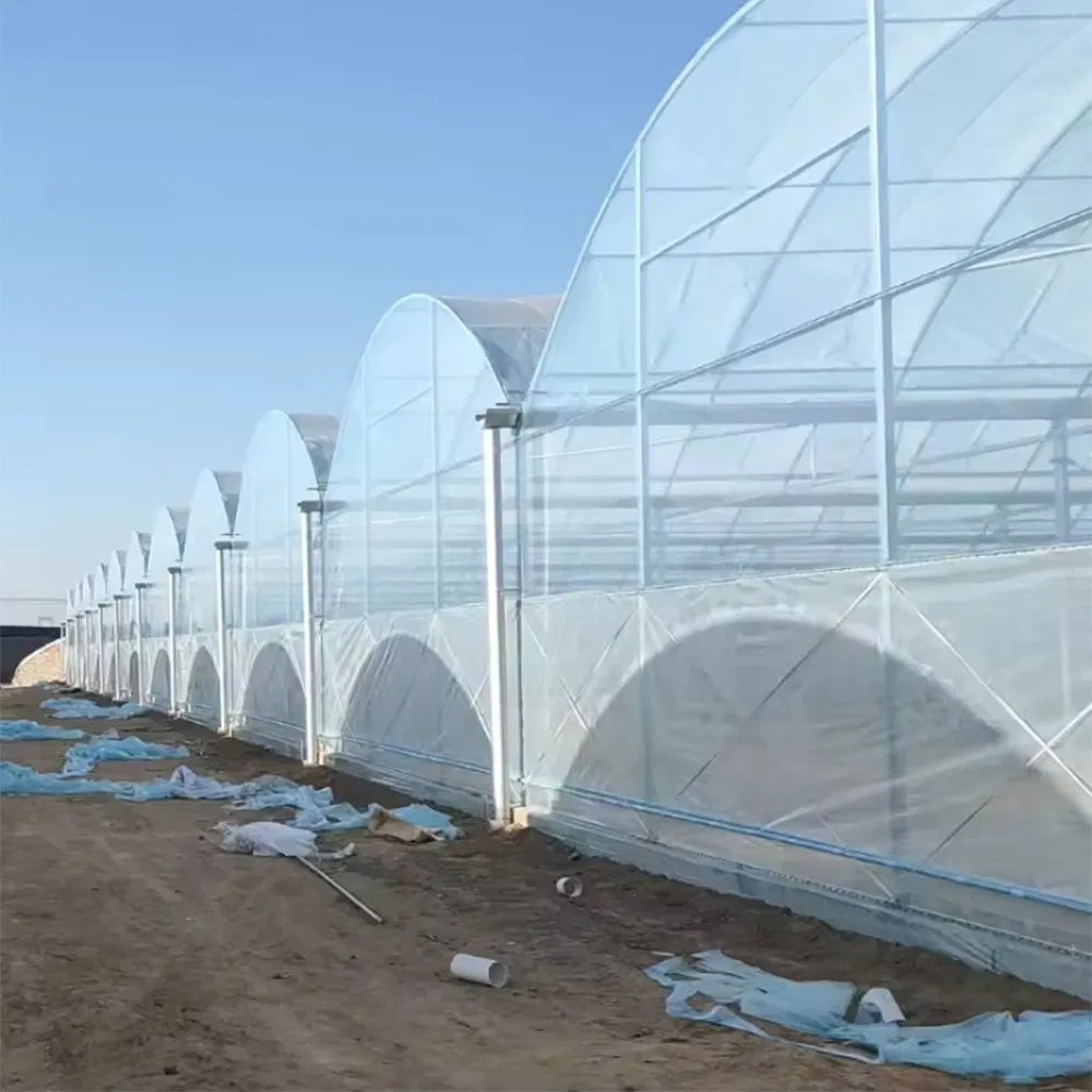 Multi span film greenhouses built in a continuous row on a commercial site