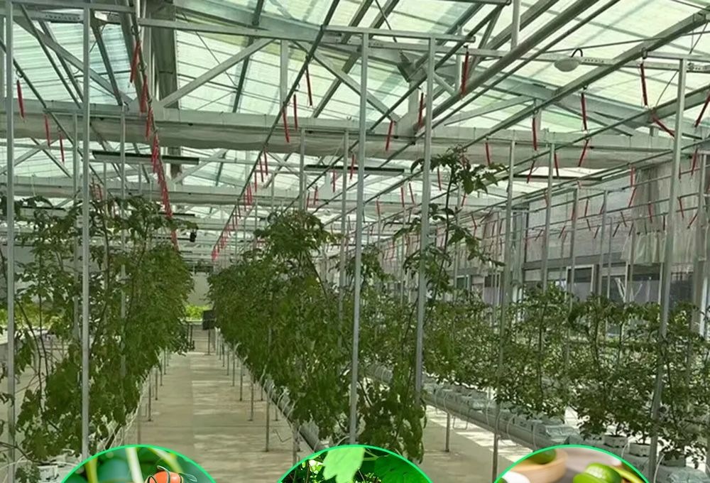 Tomato plants growing in gutters inside a multi span glass greenhouse