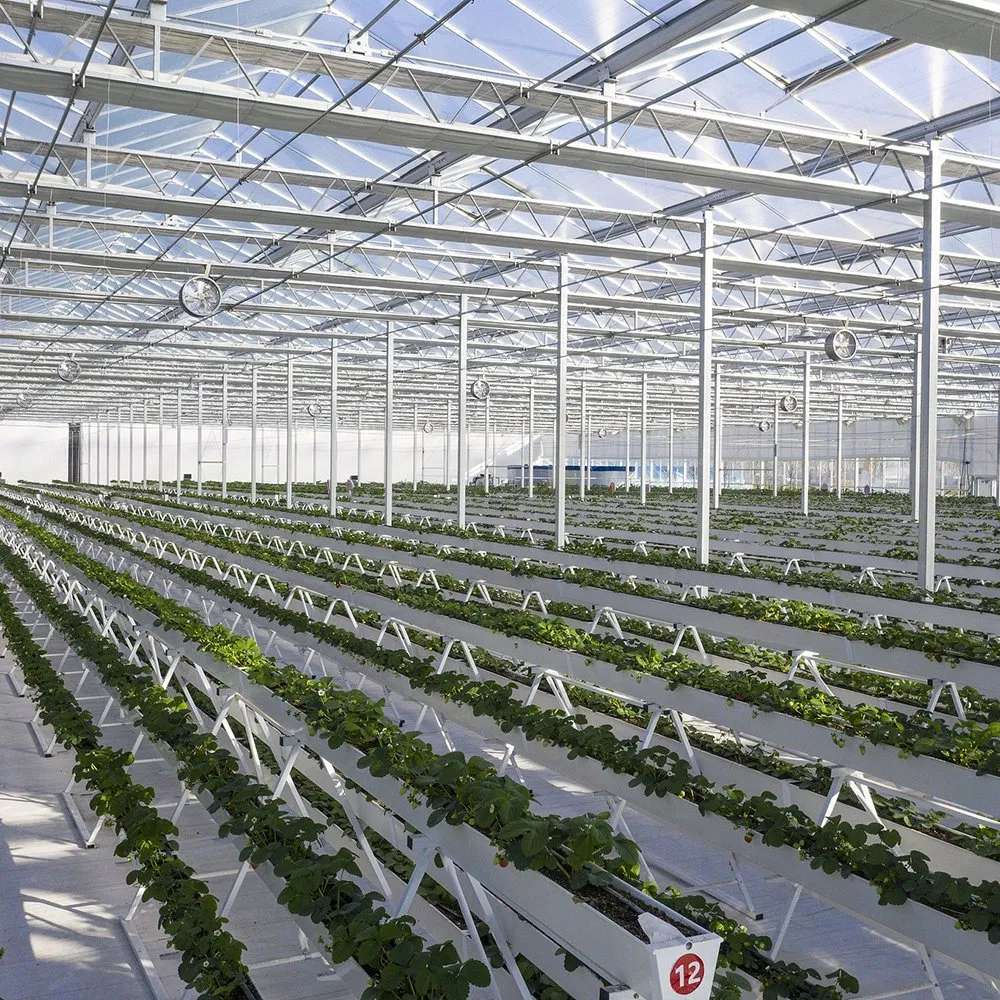 Empty multi span greenhouse interior with growing rails installed
