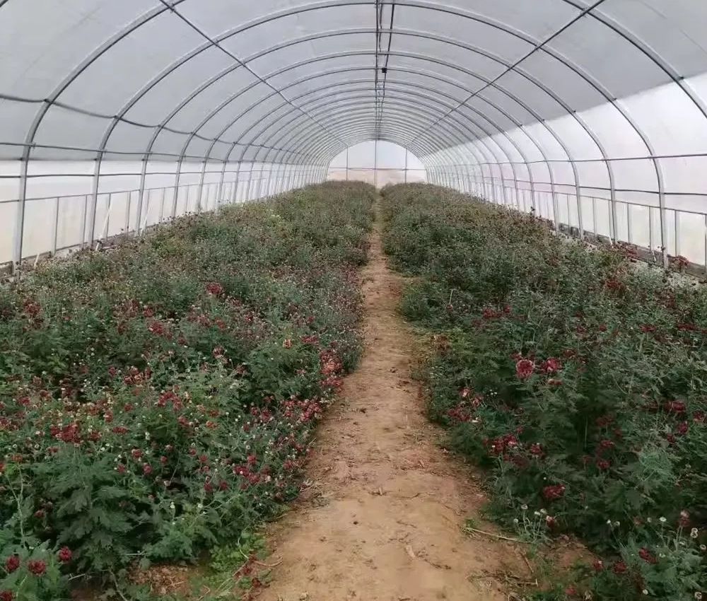 Side view of a white film tunnel greenhouse on a farm track