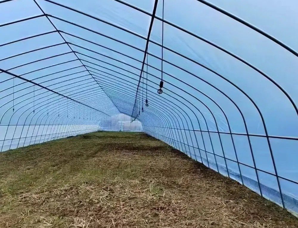 Interior of a tunnel greenhouse showing the galvanized arch frame