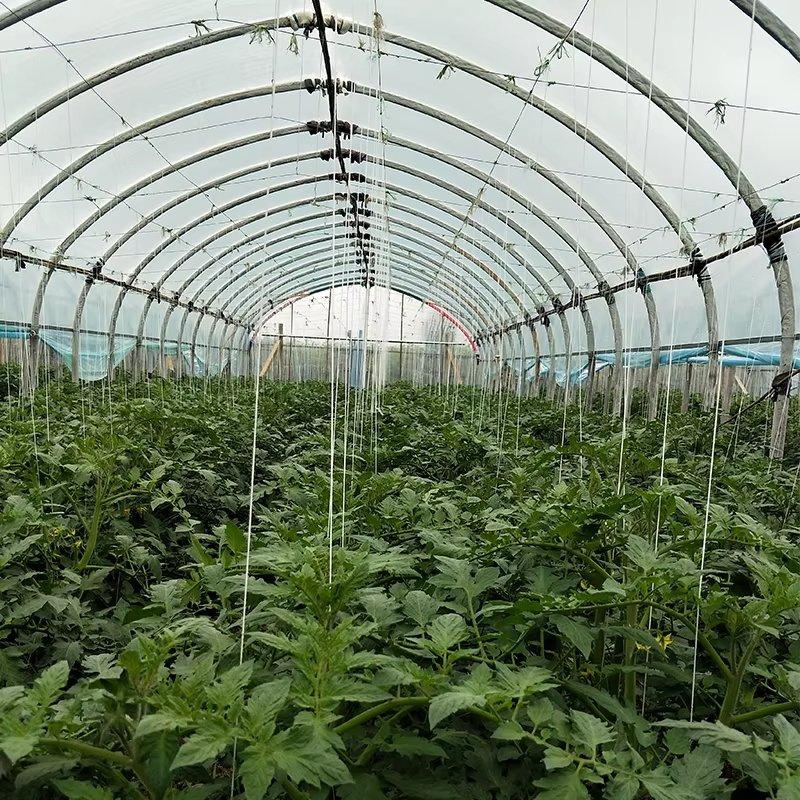 Tomato plants growing inside a tunnel with visible arch frame