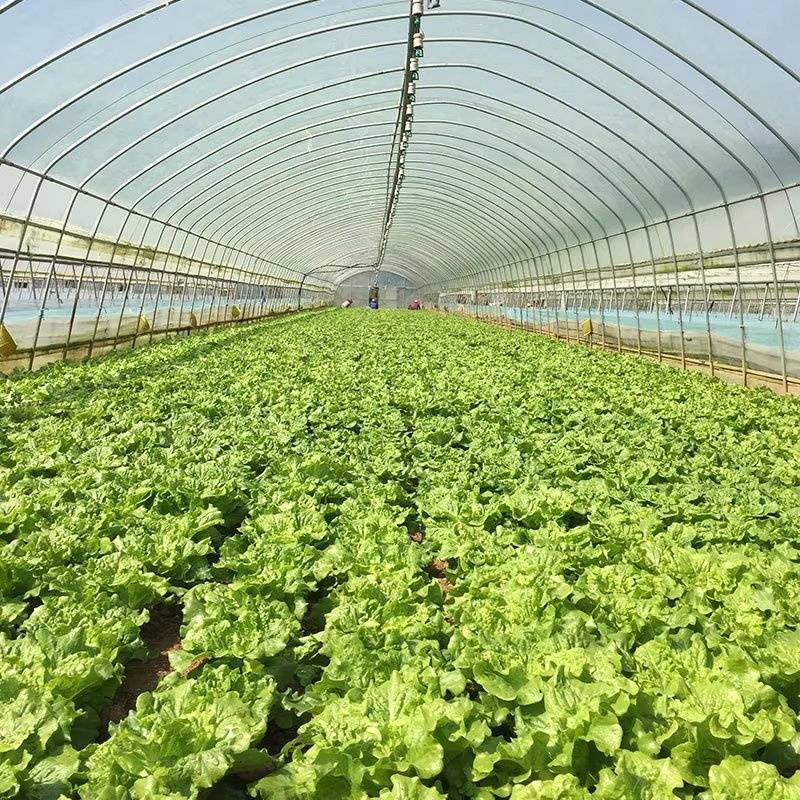 Lettuce beds under a diffuse film tunnel, frame arching overhead
