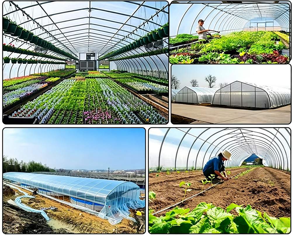 Inside a working tunnel: crop rows, side ventilation and daily work