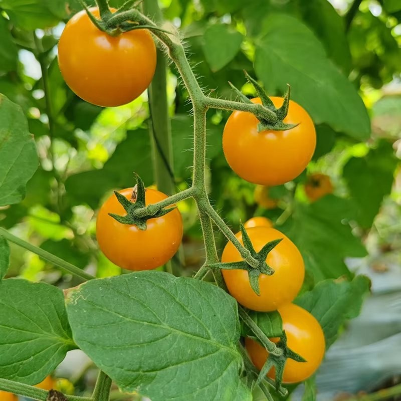 Ripe tomatoes on the vine inside a covered tunnel