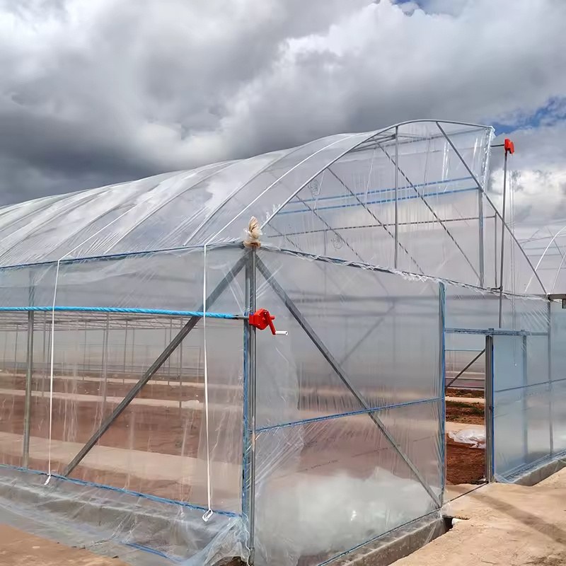 Commercial Polytunnel with Diffuse Film Cover for Vegetable Growing