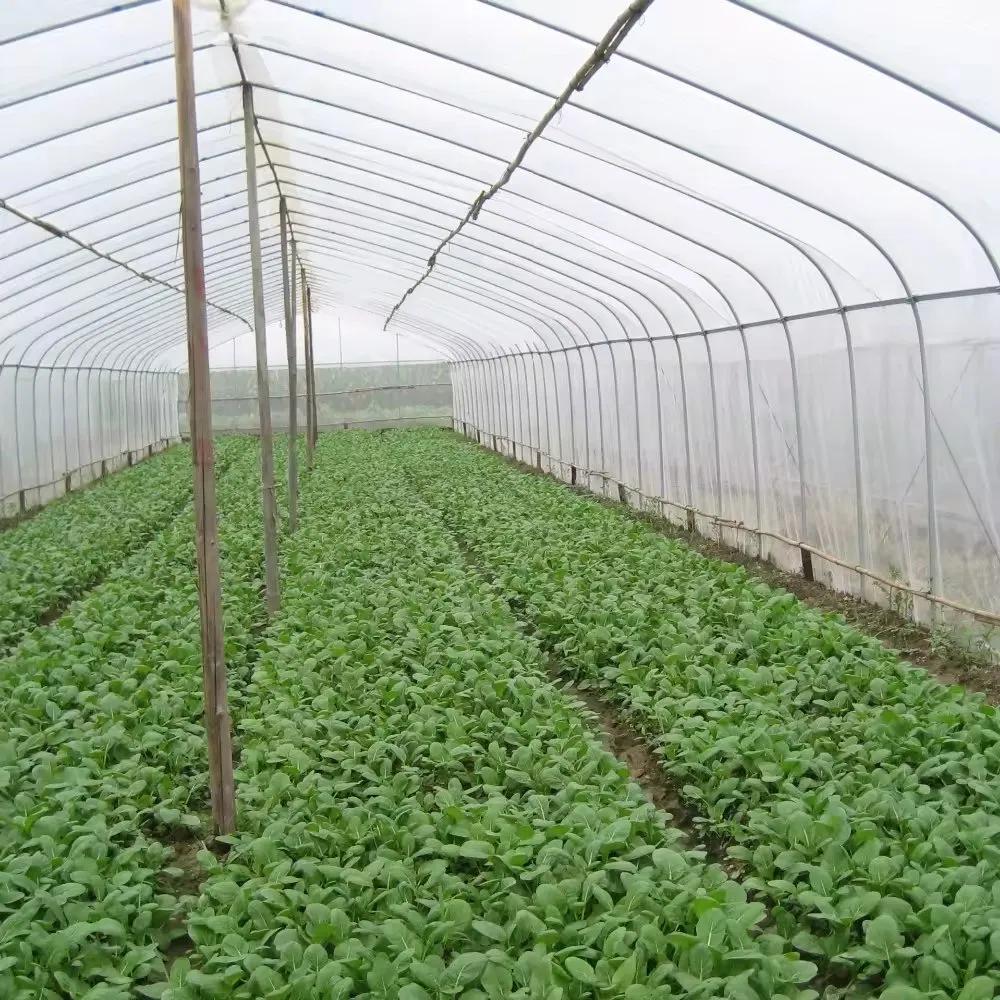 Single span tunnel greenhouse standing in a field beside a wooded slope