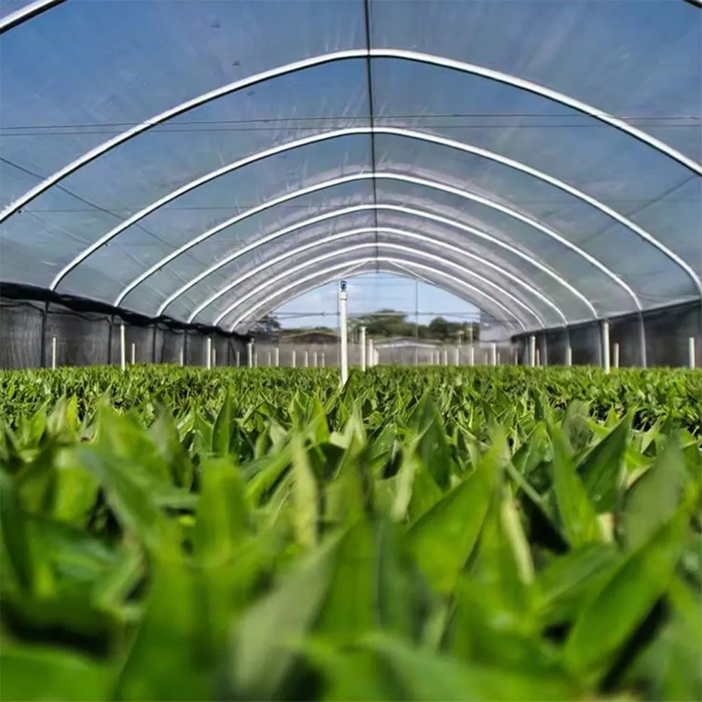 Interior view of a single span tunnel with vegetable beds and arch frame above