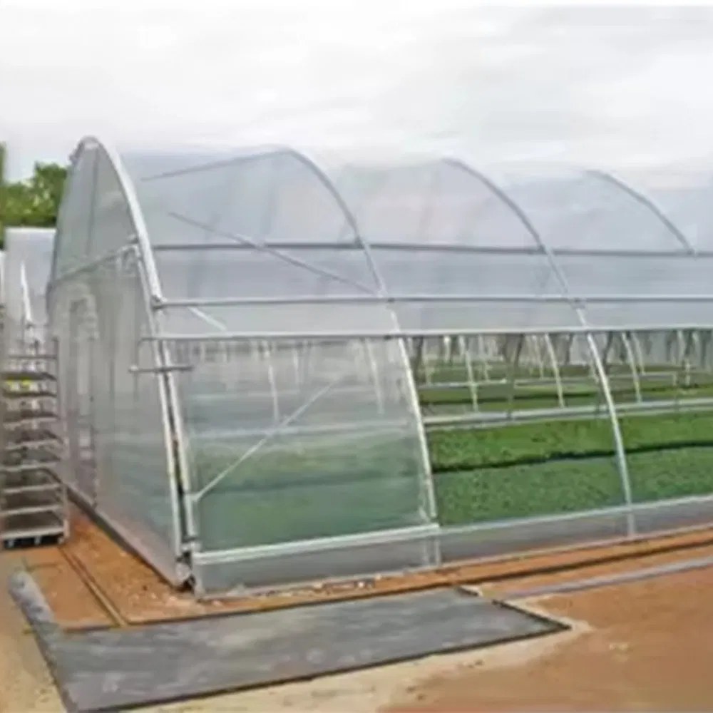Commercial Single Span Polytunnel 8x30 m for Vegetables and Flowers