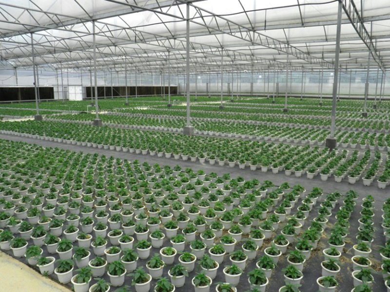 Tunnel greenhouse seen from outside with side wall and cooling pad