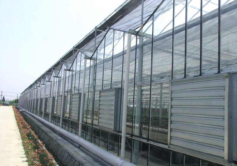 Aisle inside a tunnel greenhouse with young plants either side