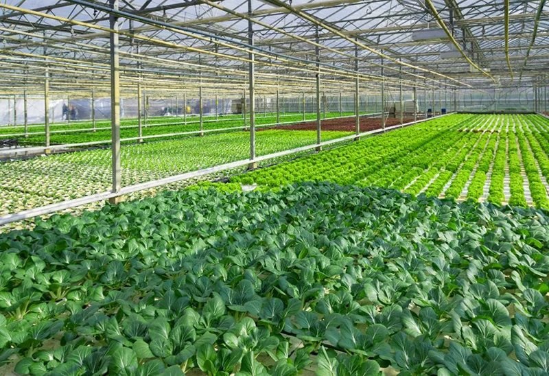 Young plants in trays inside a tunnel greenhouse