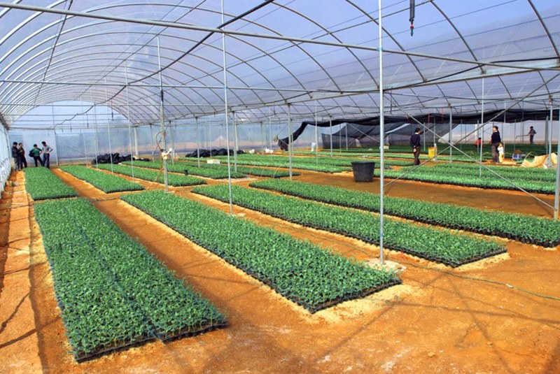 Blueberry and Blackberry Greenhouse Tunnel with Corrosion Proof Frame
