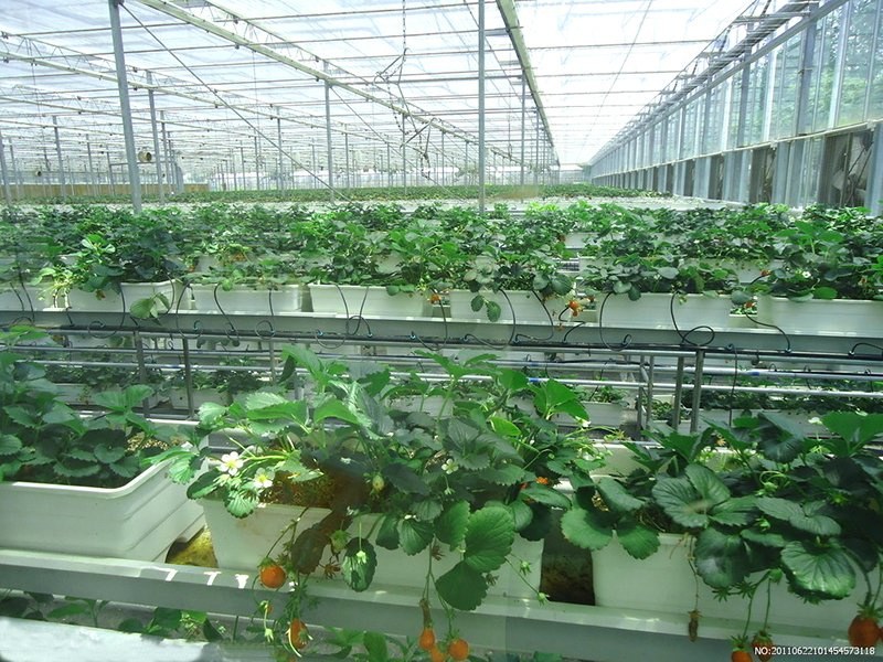 Climbing crop trained on strings inside a glass greenhouse