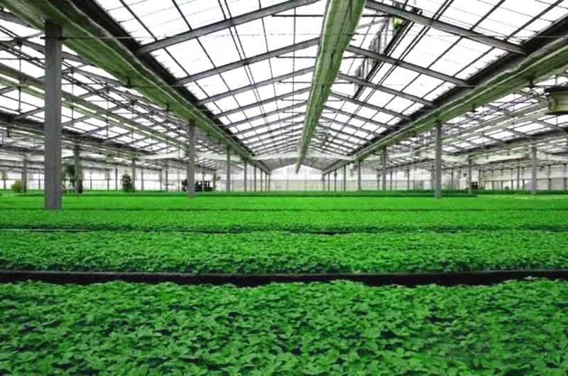 Multi-Span Venlo Glass Greenhouse for Tomato and Cucumber Growing