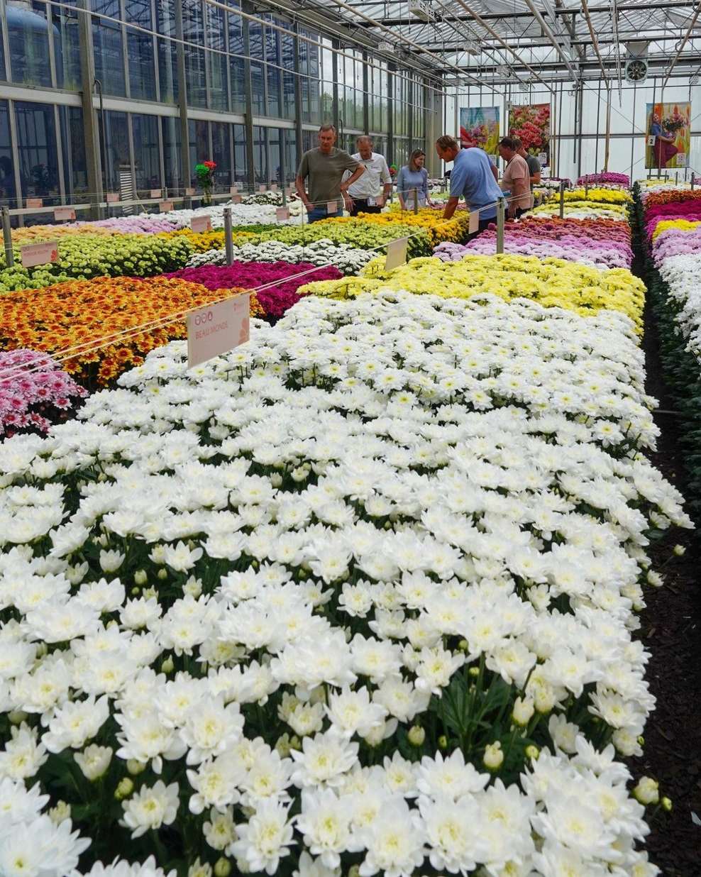 Glass greenhouse range seen from outside on a nursery