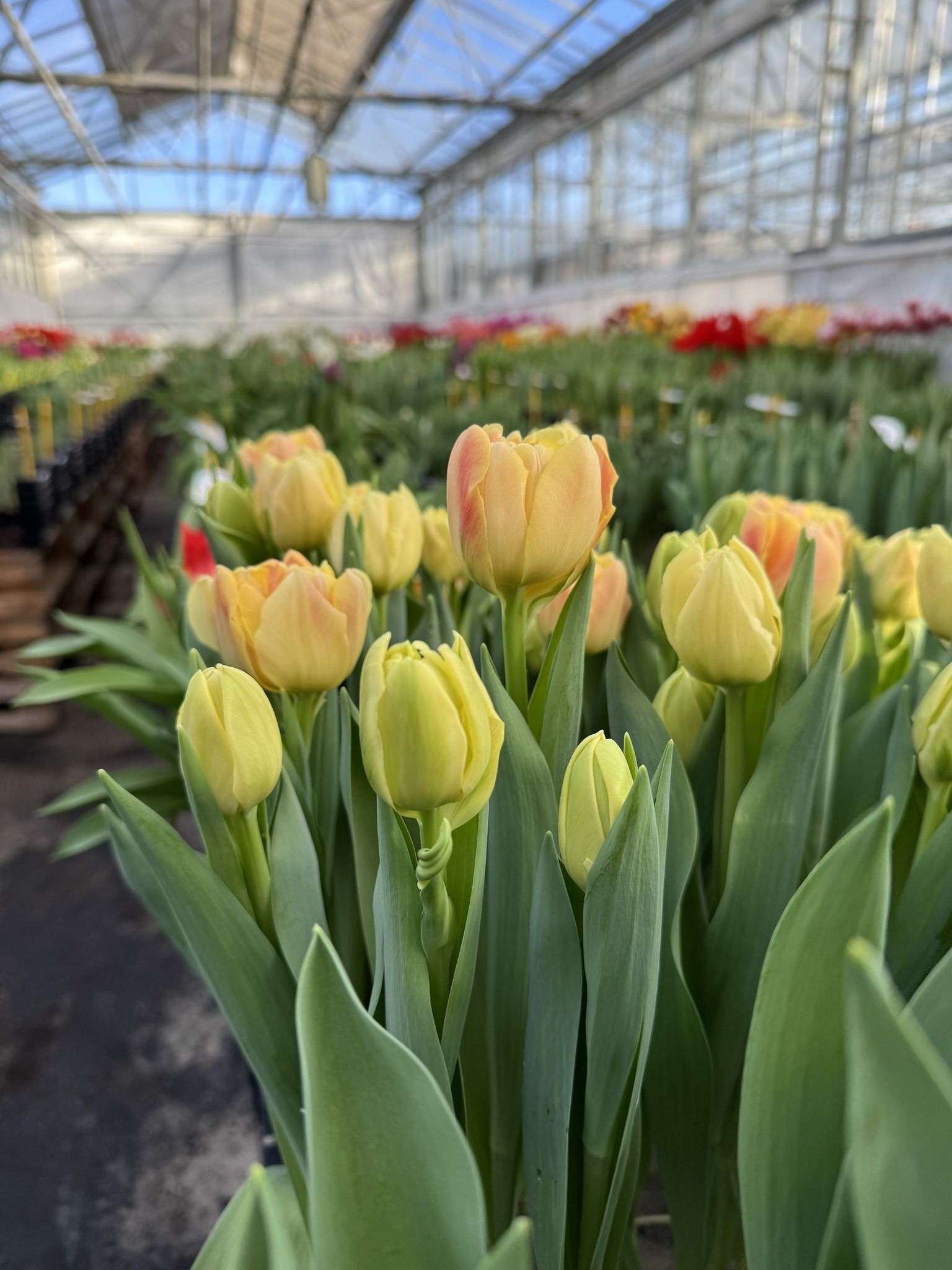 Aisle between flower beds inside a multi span glass greenhouse