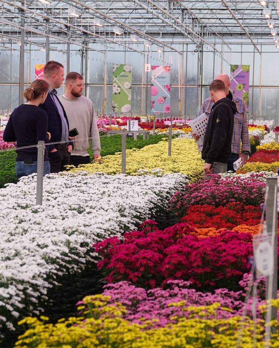 Benches of flowering plants inside a glass greenhouse