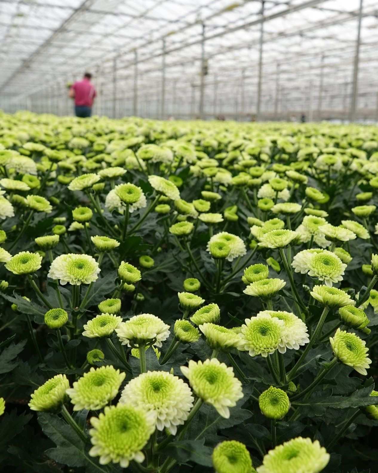 Flower crop growing in beds under a glass greenhouse roof