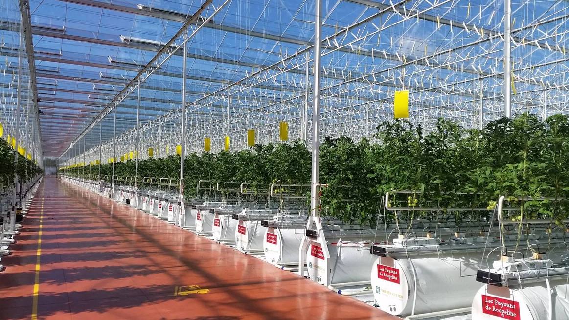 Concrete aisle and benches inside a commercial glass greenhouse