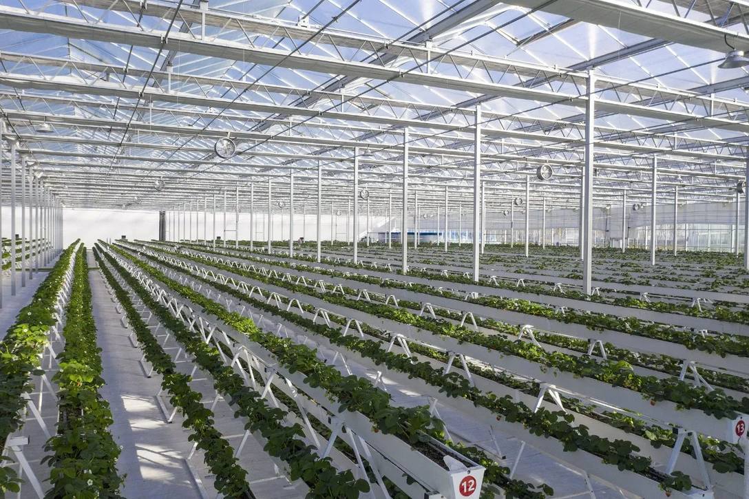Tomato rows inside a glass greenhouse with a gable roof