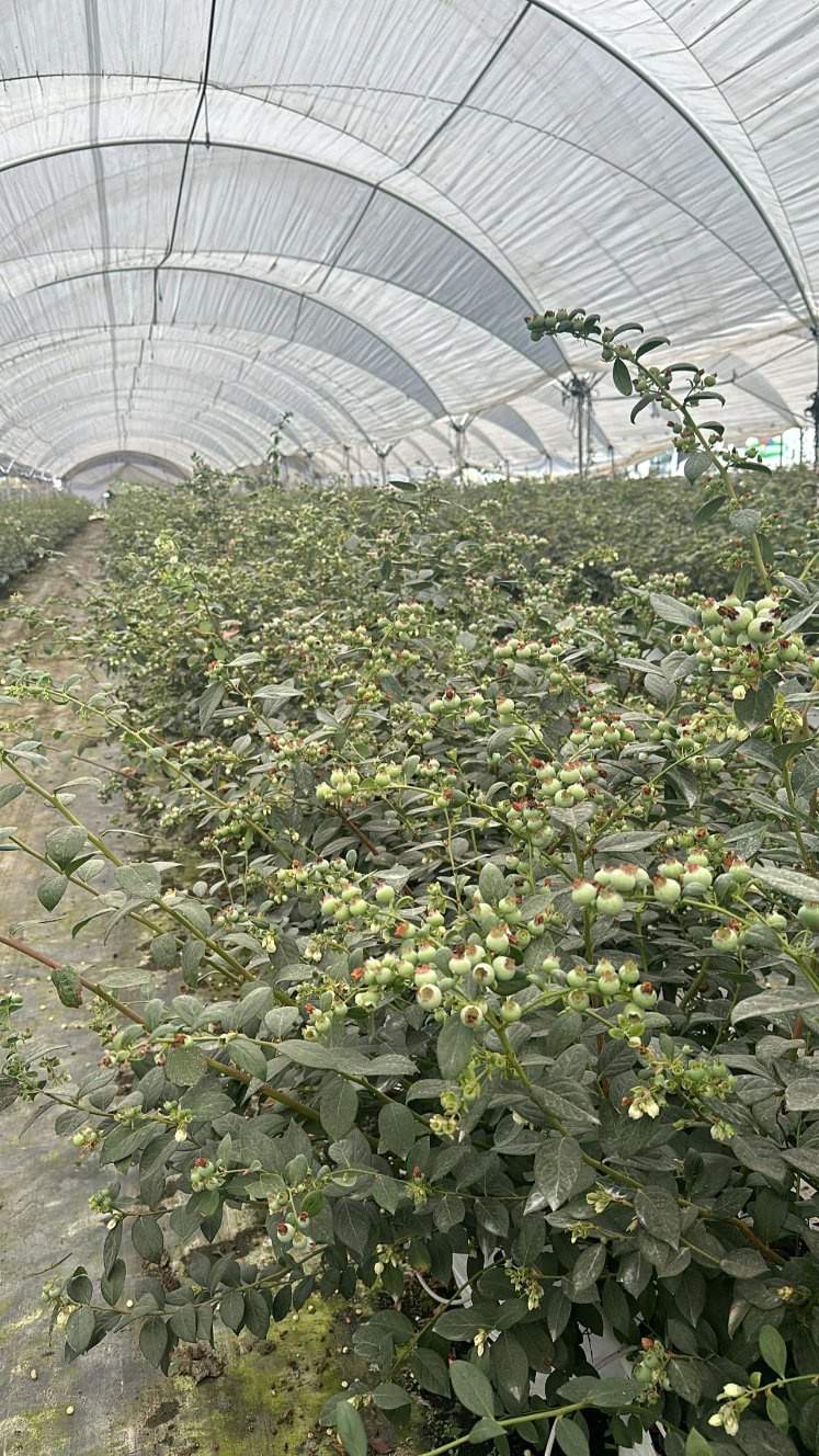 Strawberry plants growing inside a high tunnel greenhouse
