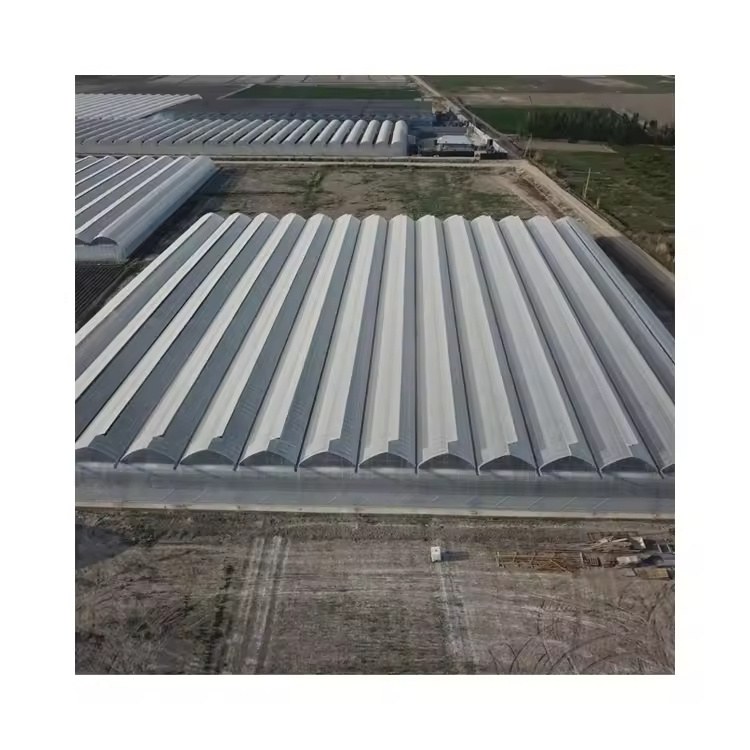 Large multi span film greenhouse photographed against the sky