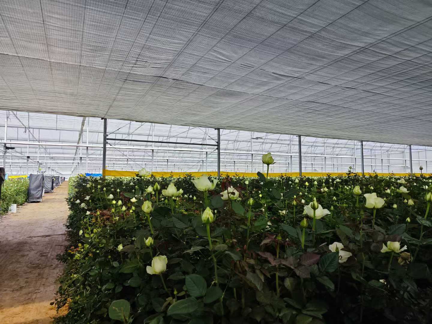 Herb crop rows under a shaded film greenhouse roof