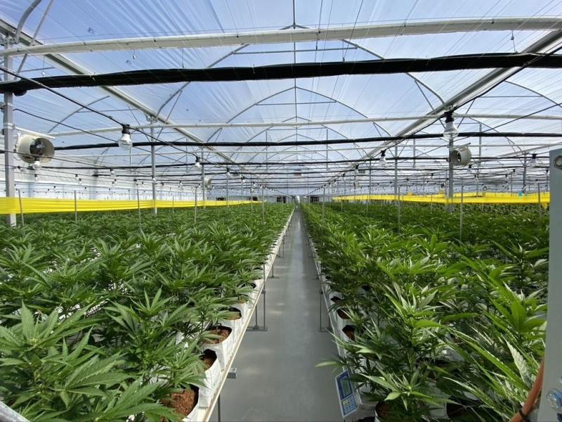 Rows of leafy crops growing inside a multi span film greenhouse