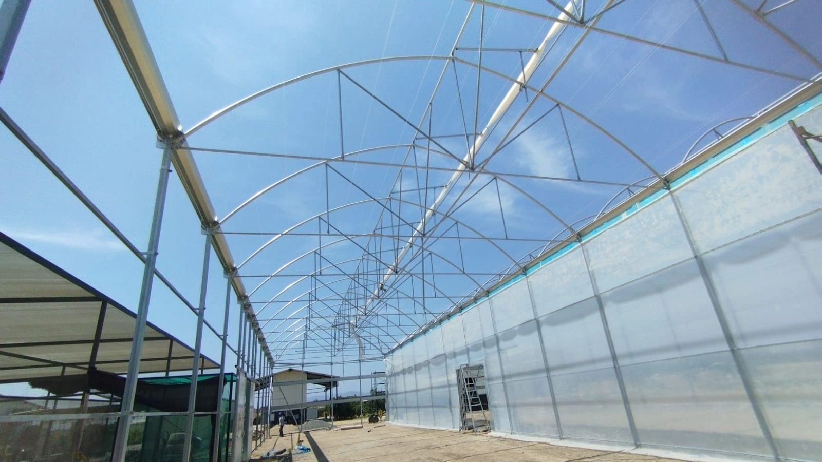 Central aisle of a multi span film greenhouse with crops either side