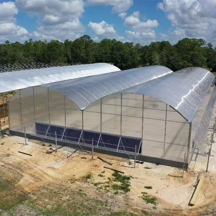 Rows of covered greenhouses seen across an open site