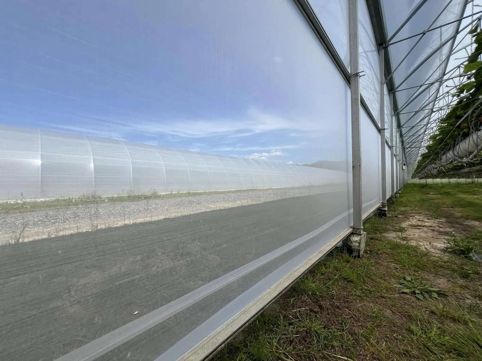 Side wall and gutter line of a multi span greenhouse