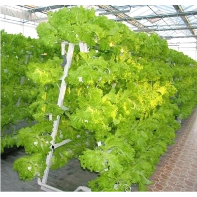 Hydroponics Drip Irrigation System for Vegetable