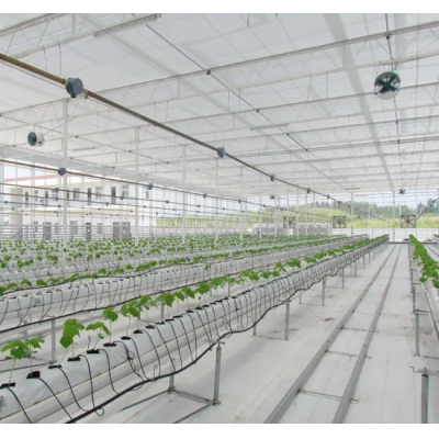 Agricultural Vegetable Tunnel Multi-Span Plastic/Polycarbonate Sheet PC/Glass/Greenhouse for Farming /Hydroponic