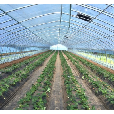 Hot Sale Tunnel Greenhouse with Factory Price