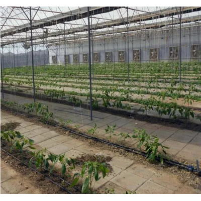 Polytunnel Greenhouse Vegetable Soil with Metal Structures