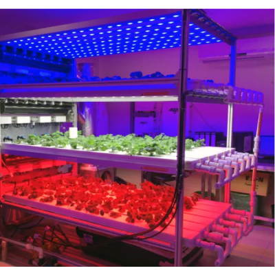 120X3W LED Grow Llighting-Bozong Greenhouse