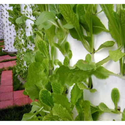 Greenhouse Hydroponics System for Vegetable