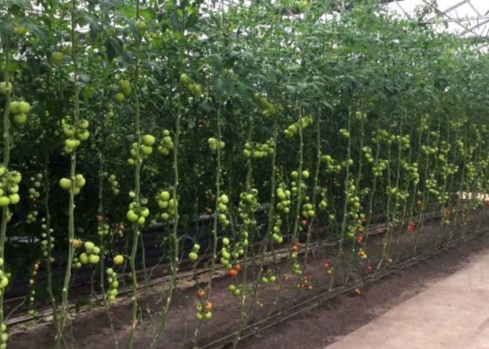 Tomato plants trained on strings inside a commercial film greenhouse