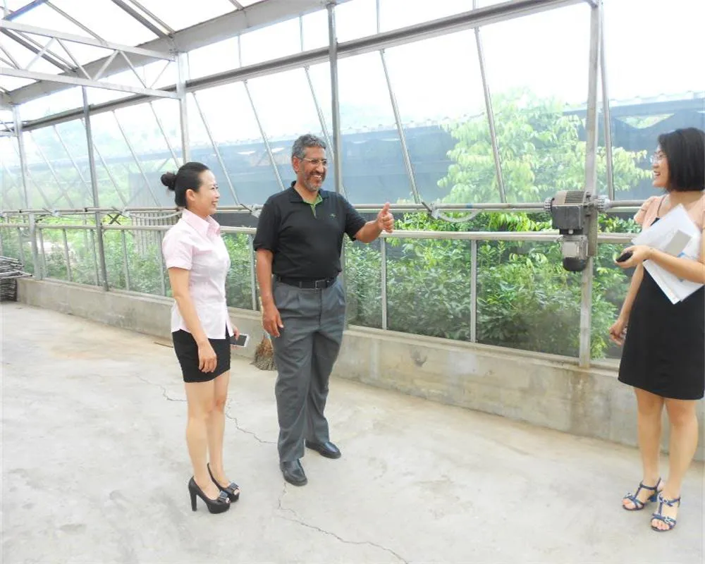 Buyers touring the interior of a multi-span Venlo polycarbonate greenhouse
